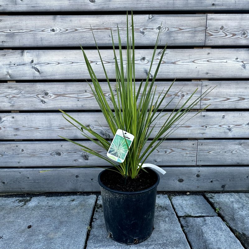 Cordyline Australis, Kordylína austrálska, kont. C10L, výška: 60-80 cm (-12°C)